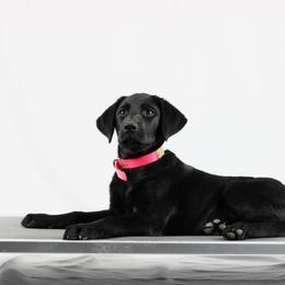 Black Widow - Black female Labrador Retriever puppy in Morrilton, Arkansas from Ancient Dogges Performance Dogs