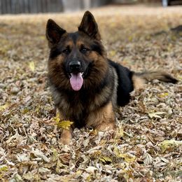 Hyde - German Shepherd