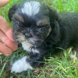 Girl 3 - Black and tan female Shih Tzu puppy in Tenino, Washington from Fantasy Realm Shih Tzus