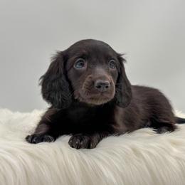 Tillie - Black female Dachshund puppy in Litchfield, Illinois from Charmm Dachshunds