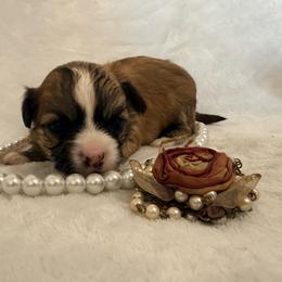 Sofia - Fawn female Chihuahua puppy in Seneca, Missouri from Stephanie’s Puppy Colony