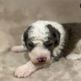 Green Collar Male - Blue merle and white male Sheepadoodle puppy in Hilton, New York from Finger Lakes Doodles