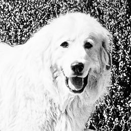 Maggie - Great Pyrenees