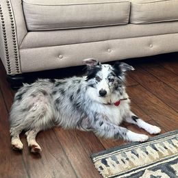 Delta - Miniature Australian Shepherd