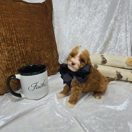 Luke - 15 oz - Red  male Goldendoodle puppy in Floyd, Virginia from Hearts and Paws Poodles and Doodles