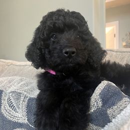 Goldendoodle Puppies from Mollie’s Doodles