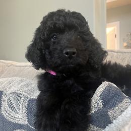 Goldendoodle Puppies from Mollie’s Doodles