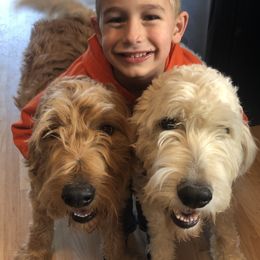 Bella - Goldendoodle