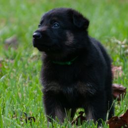 Trooper (green collar) - German Shepherd puppy in North Carolina from Living Waters Shepherds