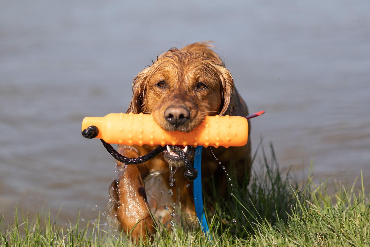Golden retriever retrieving out of the water