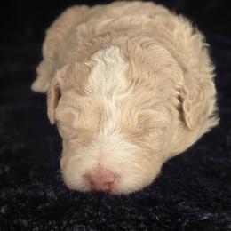 Blue - Parti male Goldendoodle puppy in Grovetown, Georgia from Snug-a-Doodles