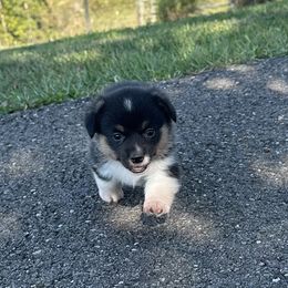 Black tri female 900 - Black and tan female American Corgi puppy in Scottown, Ohio from Wyndy Ridge Corgis