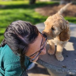 Goldendoodle Puppies from Doodle Love 559