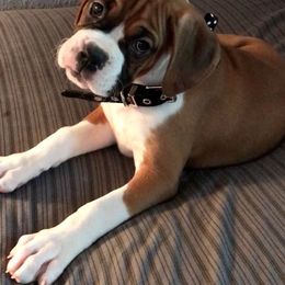 Boxer Puppies from Cinnamon Girl's Boxers