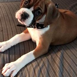 Boxer Puppies from Cinnamon Girl's Boxers