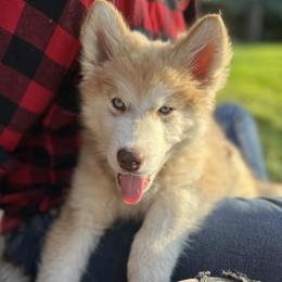 Siberian Husky Puppies from Chocolate Hollow Farms