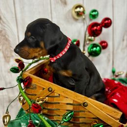 Israel - Black and rust male Doberman Pinscher puppy in Aredale, Iowa from Royal Dynasty Dobermann Kennel