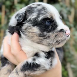 Girl 2 - Blue merle female Miniature American Shepherd puppy in Kamuela On The Big Island, Hawaii from Royal Hawaiian Aussies LLC