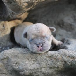 Boy 2 - male French Bulldog puppy in Saucier, Mississippi from Mississippi Sound Frenchies