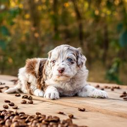 Aussiedoodle Puppies from Dani's Dandy Doodles