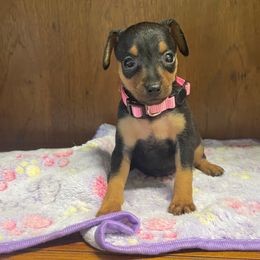 Didi - Black and tan female Miniature Pinscher puppy in Lancaster, Missouri from White Stone Ranch