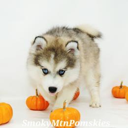 Peter SALE 3900 - Wolf sable male Pomsky puppy in Christiana, Tennessee from Smoky Mountain Pomskies