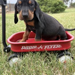 Miss Red - Black and tan female Black and Tan Coonhound puppy in Pueblo, Colorado from BT Coonhound