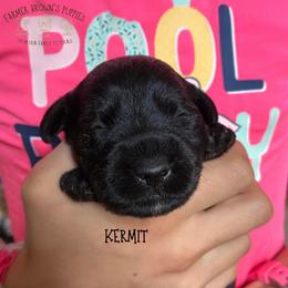 Kermit - Black male Schnoodle puppy in Sedalia, Missouri from Farmer Brown's Puppies