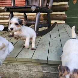 Jack Russell Terrier Puppies from Ethical Jacks