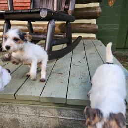 Jack Russell Terrier Puppies from Ethical Jacks
