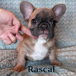 Rascal - Blue fawn male French Bulldog puppy in Perris, California from Queenbeebullies