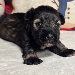 Enzo - Salt and pepper male Miniature Schnauzer puppy in Magalia, California from NorCal Schnauzers