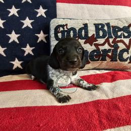 Logan smooth black and tan pie - Piebald male Dachshund puppy in Herald, California from Bluegum Dachshunds
