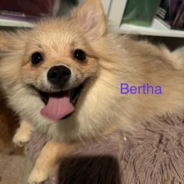 “Bertha” (Akc) - Cream sable Pomeranian puppy in Helen, Georgia from DNA Poms