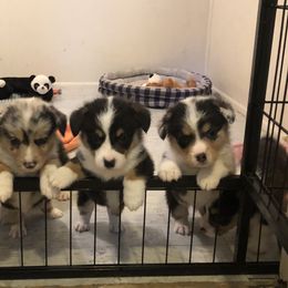 American Corgi and Pembroke Welsh Corgi Puppies from Red White & Bluie Corgi