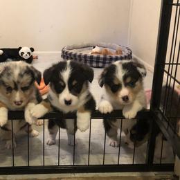 American Corgi and Pembroke Welsh Corgi Puppies from Red White & Bluie Corgi
