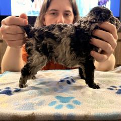 Breeze - Black merle male Mudi puppy in Franklinville, New Jersey from Velaris