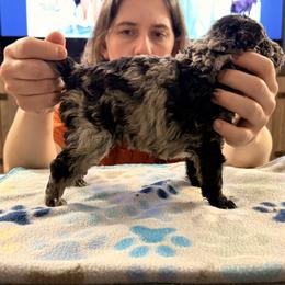 Breeze - Black merle male Mudi puppy in Franklinville, New Jersey from Velaris