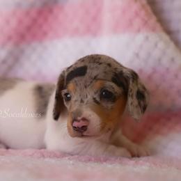 Philip - Black and tan male Dachshund puppy in Apple Valley, California from Socaldoxies