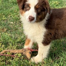 Red Tri Female 2 - Red tri-color female Miniature American Shepherd puppy in Elmore City, Oklahoma from Rikashay Kennels