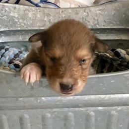 Collie Puppies from Goodwin Collies