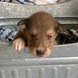 Collie Puppies from Goodwin Collies