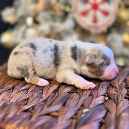Boy 5 - male Miniature American Shepherd puppy in from 3 Barrels Farms, LLC