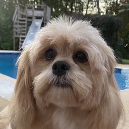 Penny - Lhasa Apso