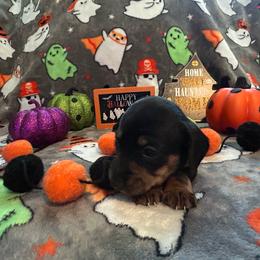 Bulma - Black and tan female Dachshund puppy in Park Hills, Missouri from Ozark Miniature Dachshunds
