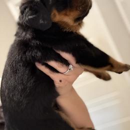 Rottweiler Puppies from CJ Guerrero