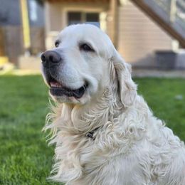 Arlo - Golden Retriever