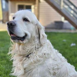 Arlo - Golden Retriever