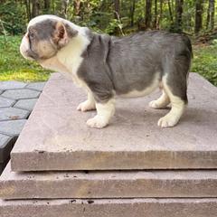 Beast - Tricolors male French Bulldog puppy in Reading, Pennsylvania from Roxy & Co.