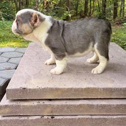 Beast - Tricolors male French Bulldog puppy in Reading, Pennsylvania from Roxy & Co.